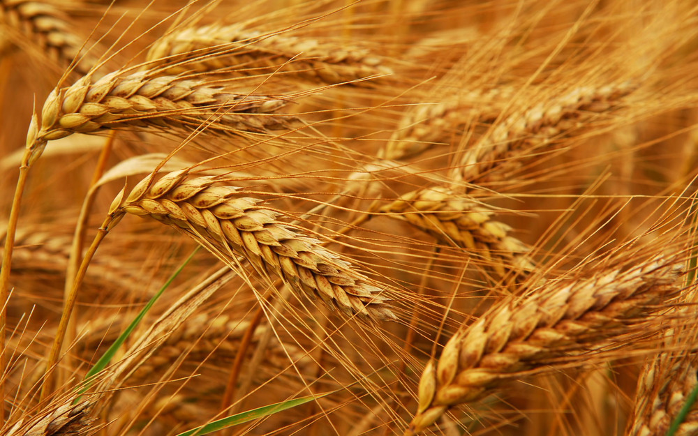 اقتصاديات انتاج واستهلاك القمح في مصر